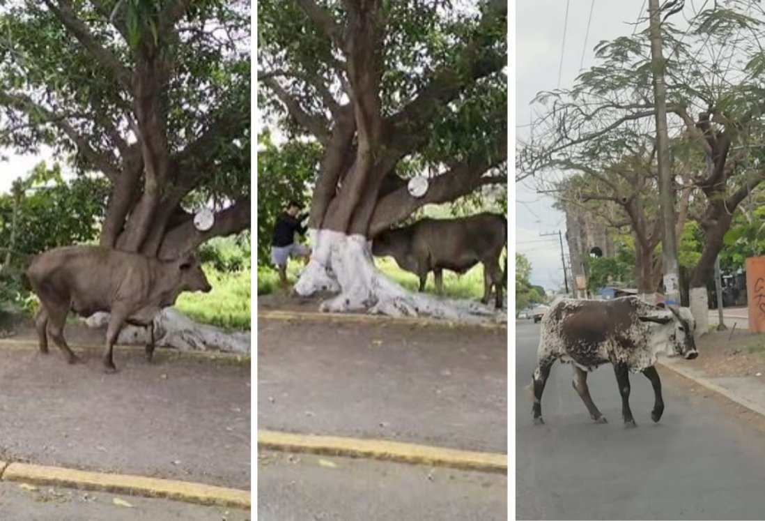 Vacas atemorizan a las personas que se ejercitan en la Laguna Lagartos