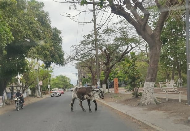 Vacas atemorizan a las personas que se ejercitan en la Laguna Lagartos