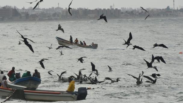 Café Jarocho: La pesca, una de miles para los candidatos