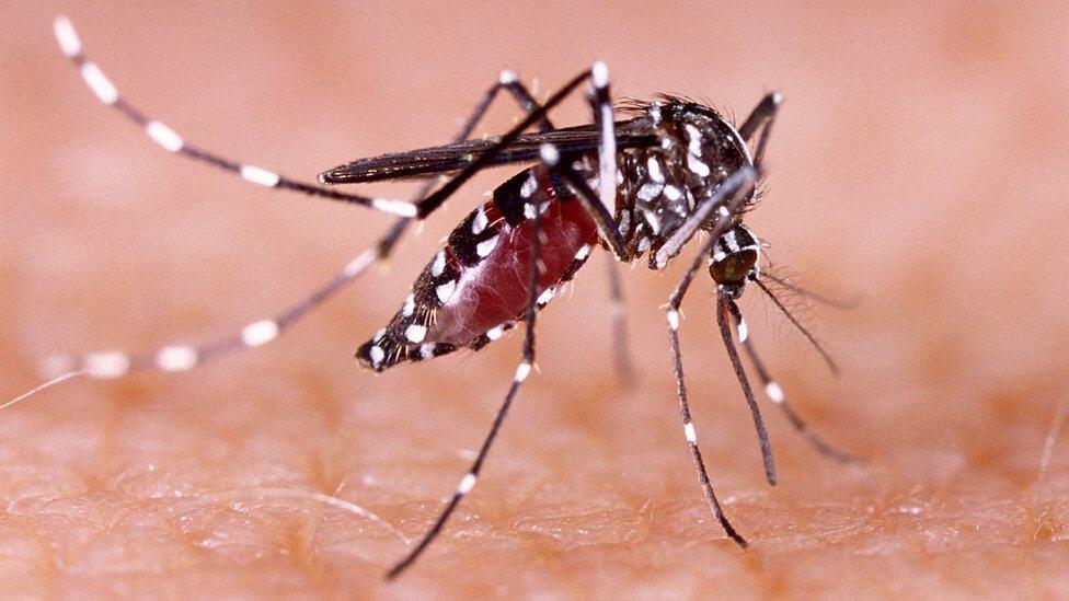¿Puedes tener Dengue, Zika y Chikungunya al mismo tiempo? Esto dice experto