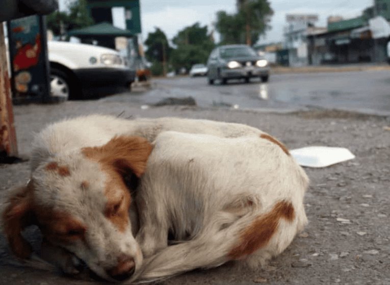 Ley Animal en Veracruz es letra muerta