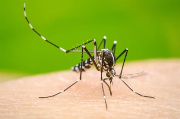 Estas son las alarmantes cifras de los casos de dengue en Veracruz