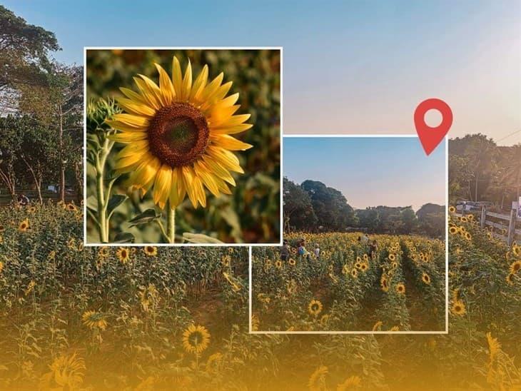 Campo de girasoles en Veracruz: ¿cómo llegar? ¡checa!