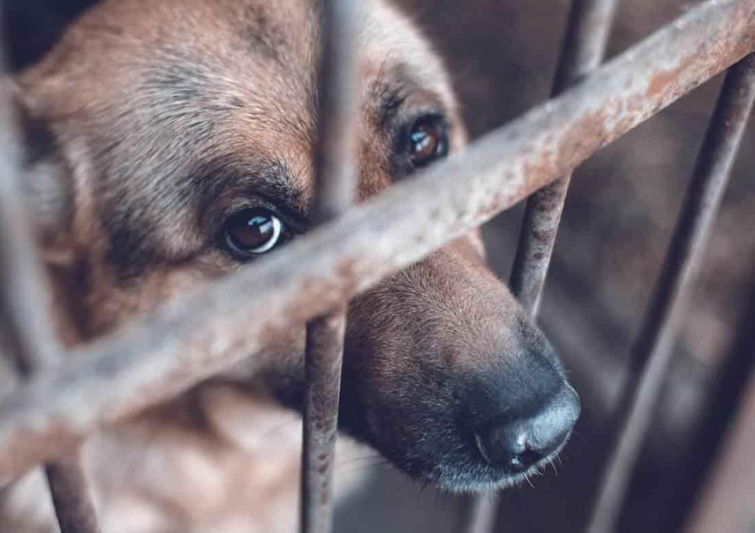 Ley Animal en Veracruz es letra muerta