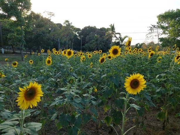 Campo de girasoles en Veracruz: ¿cómo llegar? ¡checa!