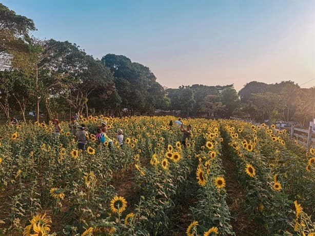 Campo de girasoles en Veracruz: ¿cómo llegar? ¡checa!