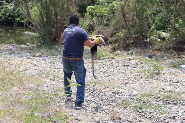 Capturan a oso hormiguero en colonia de Paso de Ovejas, Veracruz