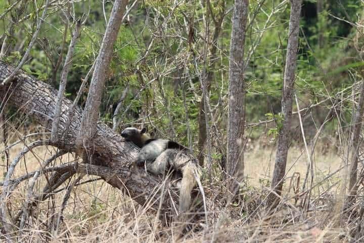 Capturan a oso hormiguero en colonia de Paso de Ovejas, Veracruz