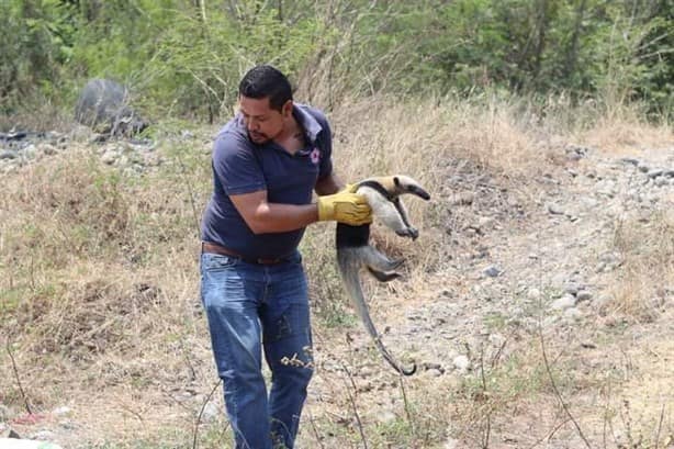 Capturan a oso hormiguero en colonia de Paso de Ovejas, Veracruz