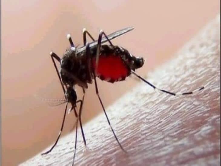 Exhortan a ciudadanos de Cosamaloapan a combatir el dengue