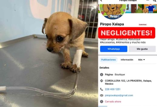 ¡Cuidado! Exhiben negligencia en la Veterinaria Piropo de Xalapa, casi matan a perrito