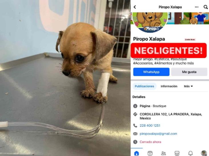 ¡Cuidado! Exhiben negligencia en la Veterinaria Piropo de Xalapa, casi matan a perrito