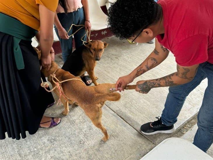 Realizan campaña de vacunación antirrábica en Camerino Mendoza