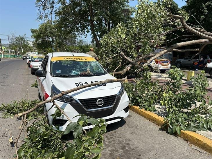 Fuertes rachas de viento derriban árbol en colonia de Poza Rica