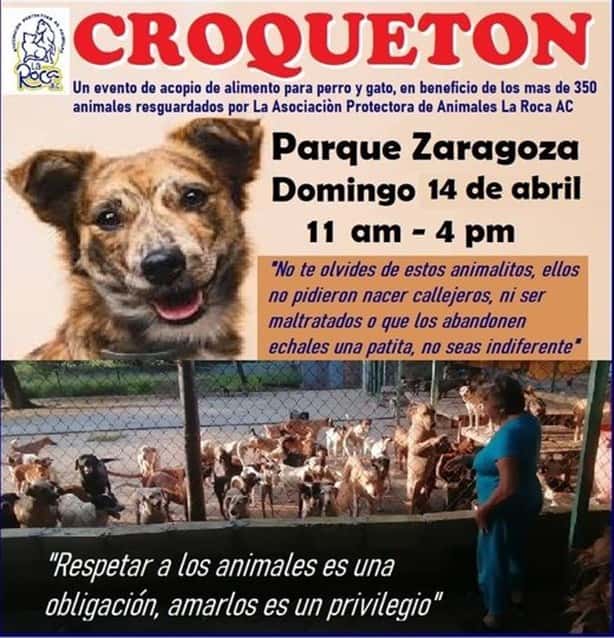 Croquetón en Veracruz: esta es la fecha y lugar para apoyar a los perritos