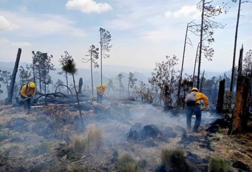 Avances en control de incendio en zona centro de Veracruz; 60 hectáreas afectadas