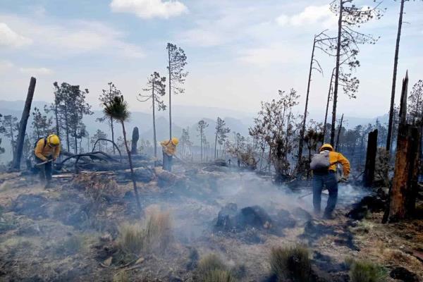 Avances en control de incendio en zona centro de Veracruz; 60 hectáreas afectadas