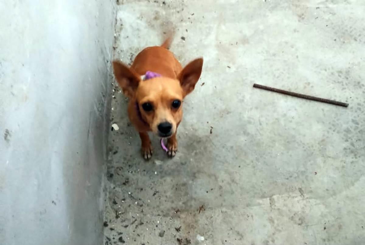 ¿Es tuyo? resguardan a Chihuahua en colonia de Coatzacoalcos