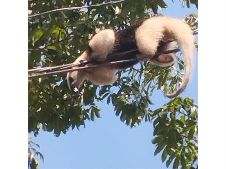 Oso hormiguero asombra en Tihuatlán; deambulaba en cableado eléctrico