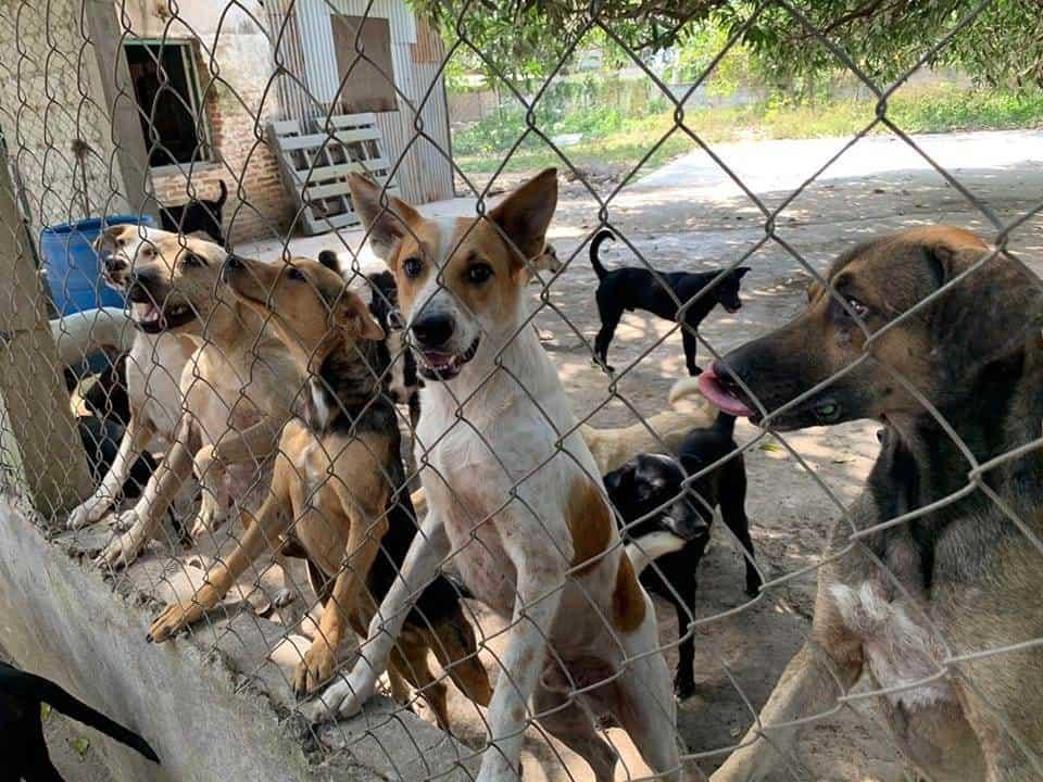 Invitan al Croquetón en apoyo a perros y gatos de la asociación La Roca en Veracruz