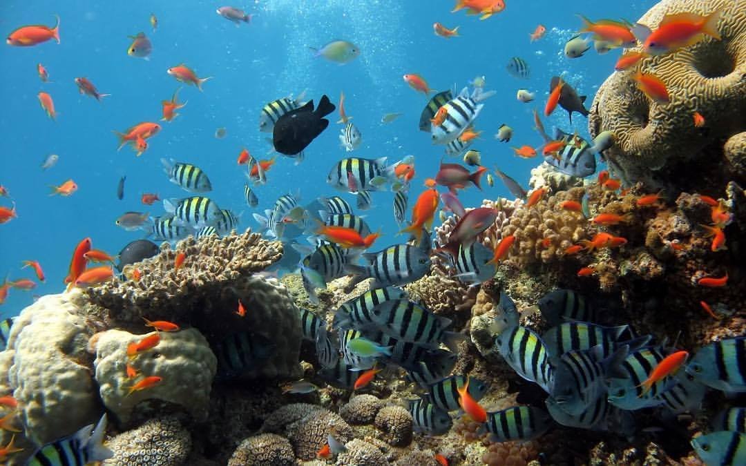 Blanqueamiento coralino amenaza el Parque Nacional Sistema Arrecifal en Veracruz