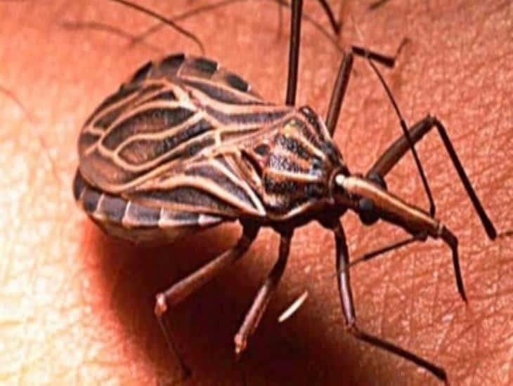De esta forma se puede prevenir la enfermedad de Chagas
