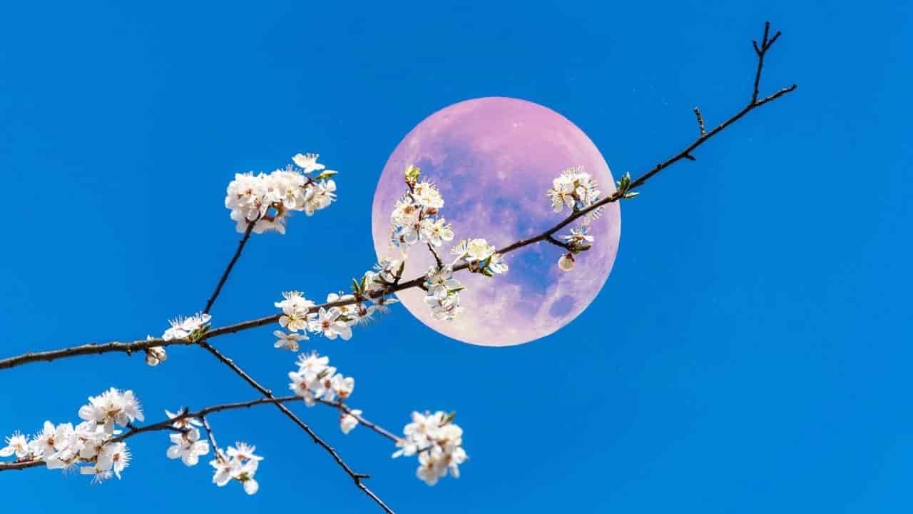 ¿Luna rosa? Así la puedes ver antes de que termine abril