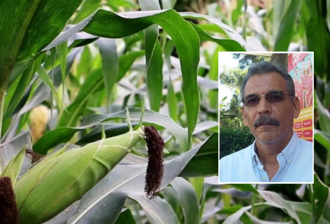 Veracruz puede ser autosuficiente en maíz y frijol, señaló investigador del INIFAP