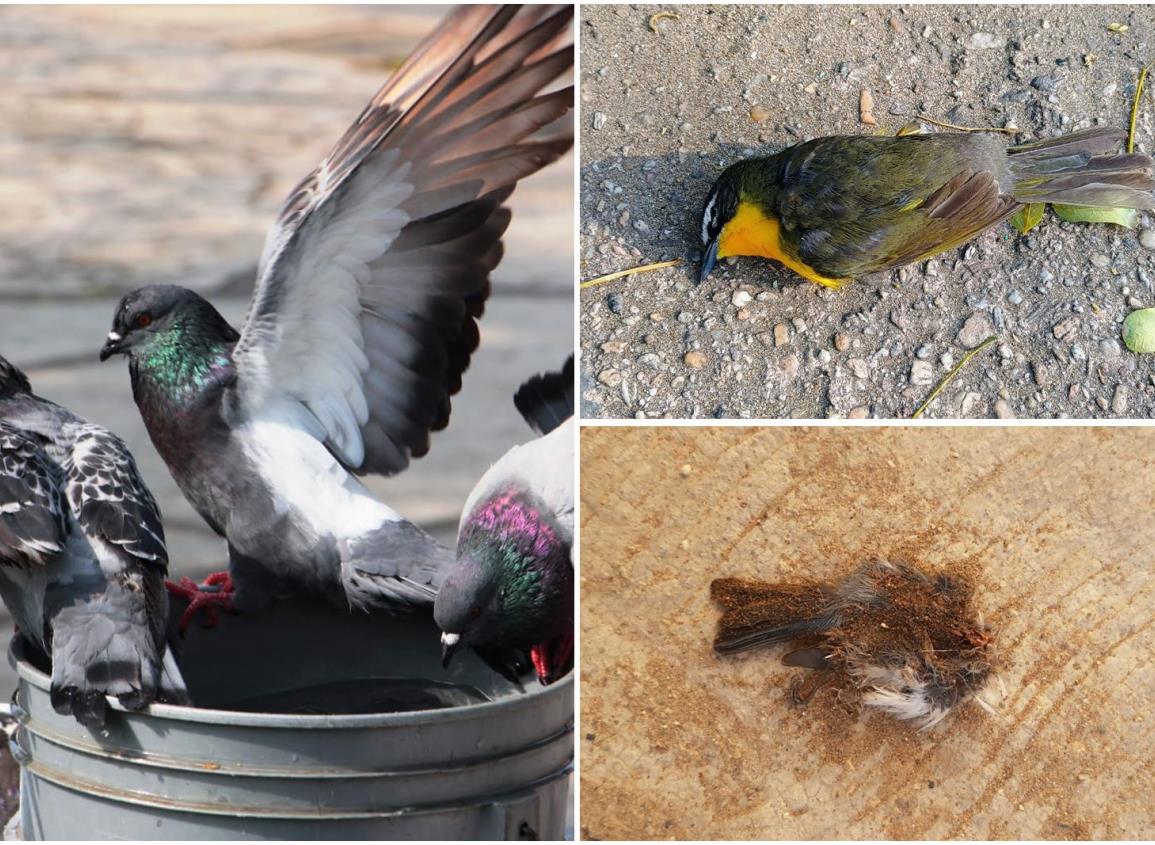 Aves, primeras víctimas de intensos calores en Coatzacoalcos