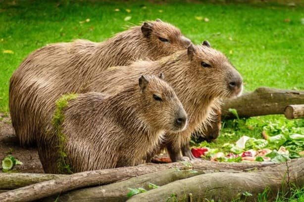 Animales exóticos; ¿es legal tener un capibara en México?