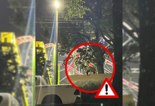 Exhiben caso de maltrato animal en la Feria de Banderilla 2024; ¿y las autoridades? 