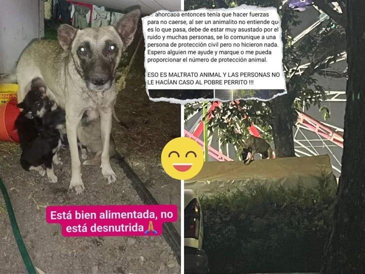 Presunto caso de maltrato animal en la Feria de Banderilla 2024 solo fue un susto