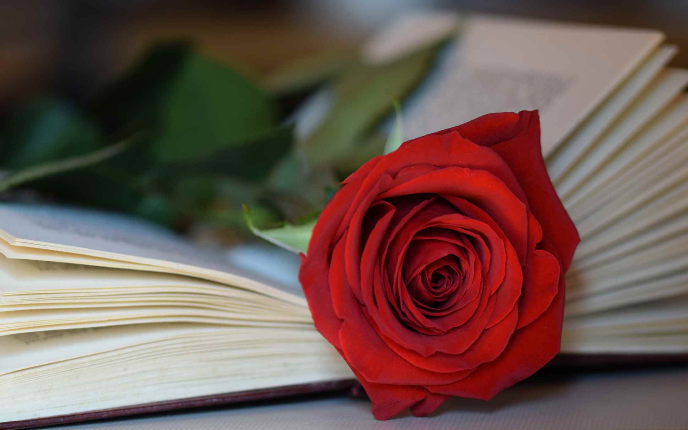 ¿Por qué se regalan libros y rosas el 23 de abril?