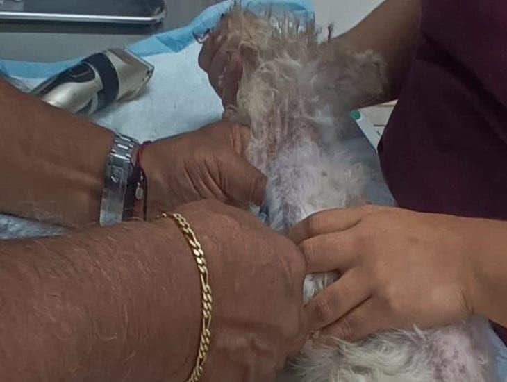 Rescatan a perrita que sufría maltrato animal en colonia de Boca del Río 