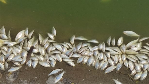 Reportan mortandad de peces en laguna El Ensueño de Veracruz