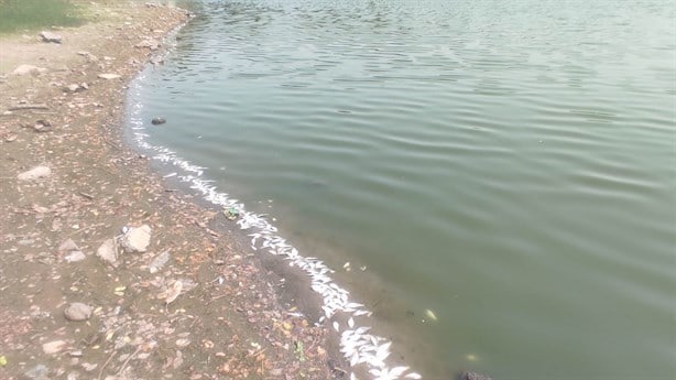 Reportan mortandad de peces en laguna El Ensueño de Veracruz