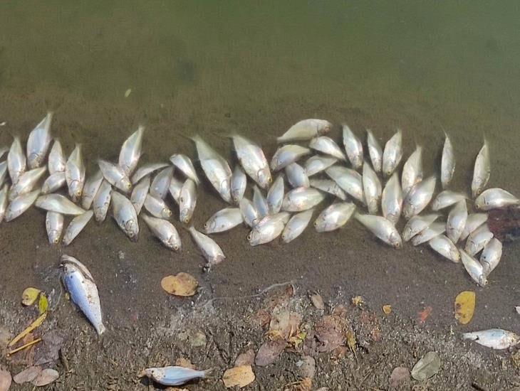 Grupo MAS niega estar involucrado en muertes de peces en laguna de Veracruz