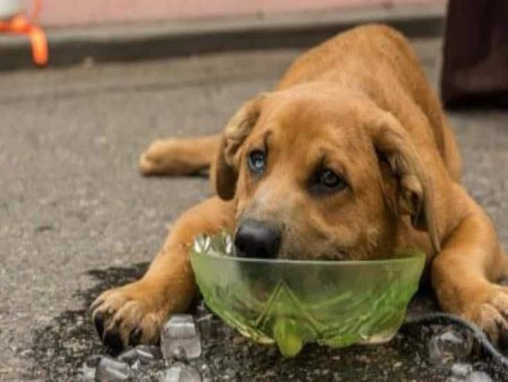 No se han registrado perros en Veracruz afectados por el fuerte calor