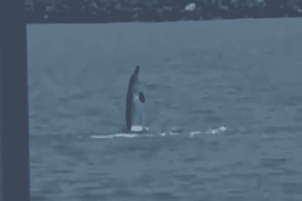 Captan delfines en playa de Veracruz |VIDEO