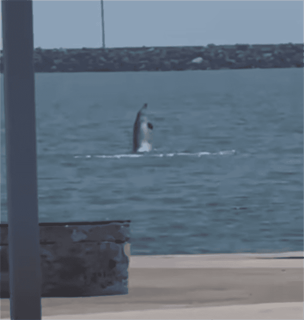 Captan delfines en playa de Veracruz |VIDEO
