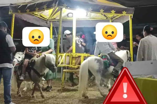 Feria de Banderilla 2024: denuncian el uso de estos animales como atracción