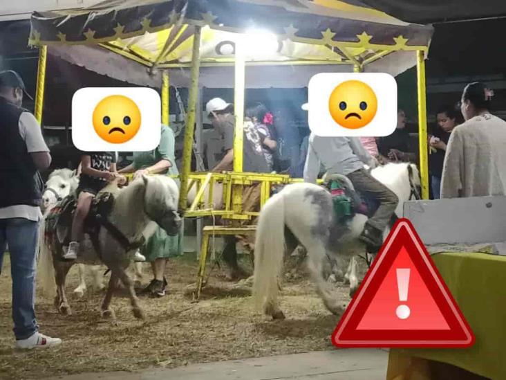 Feria de Banderilla 2024: denuncian el uso de estos animales como atracción