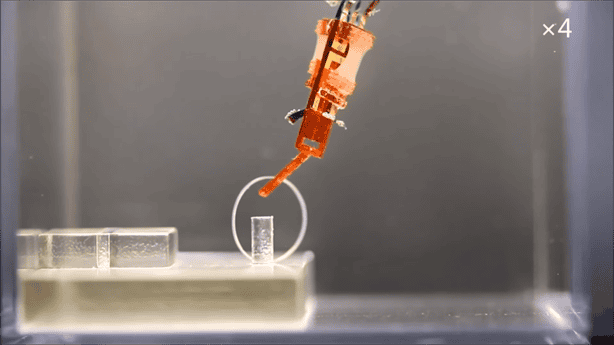Crean robots biohíbridos con tejidos de seres vivos
