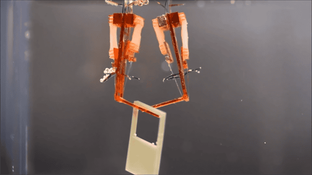 Crean robots biohíbridos con tejidos de seres vivos