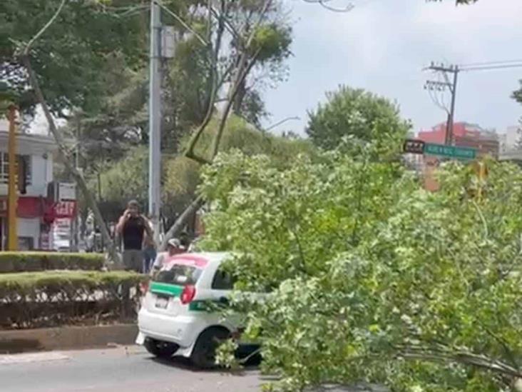 Se desgaja rama de árbol y cae sobre taxi en avenida en Xalapa