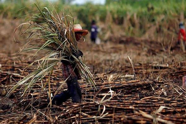 Sequía devastadora: cañeros de Veracruz luchan contra catástrofe