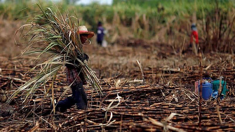 Sequía devastadora: cañeros de Veracruz luchan contra catástrofe