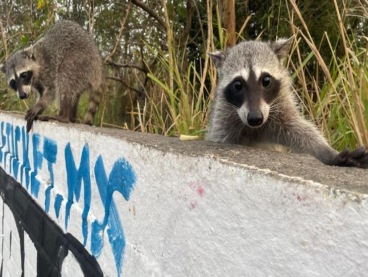 Reportan presencia de mapaches en terreno baldío de Veracruz 