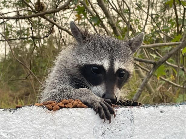 Reportan presencia de mapaches en terreno baldío de Veracruz 