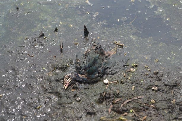 En peligro la fauna que habita en lagunas por la severa sequía en Veracruz